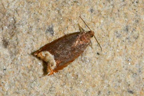 Ancylis selenana